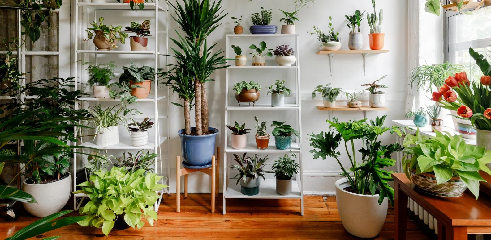 Bring Your Space to Life