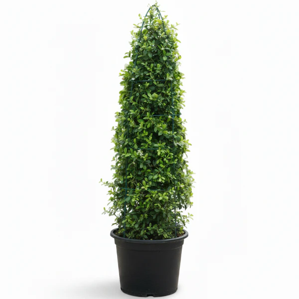 Outdoor Plants