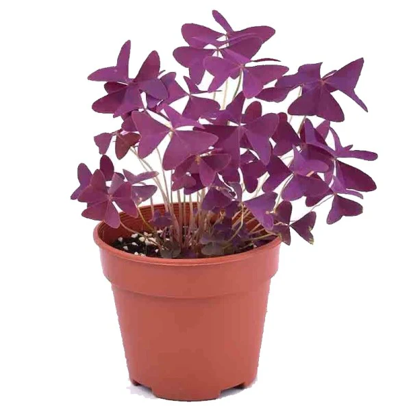 Office Plants