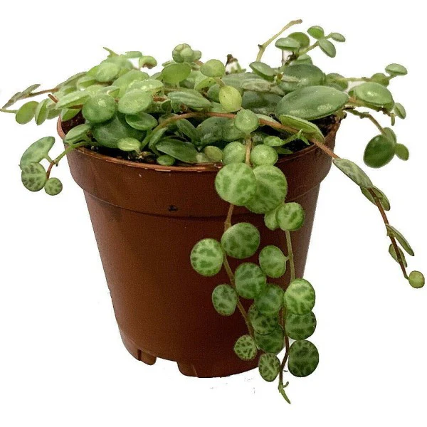 Evergreen plants