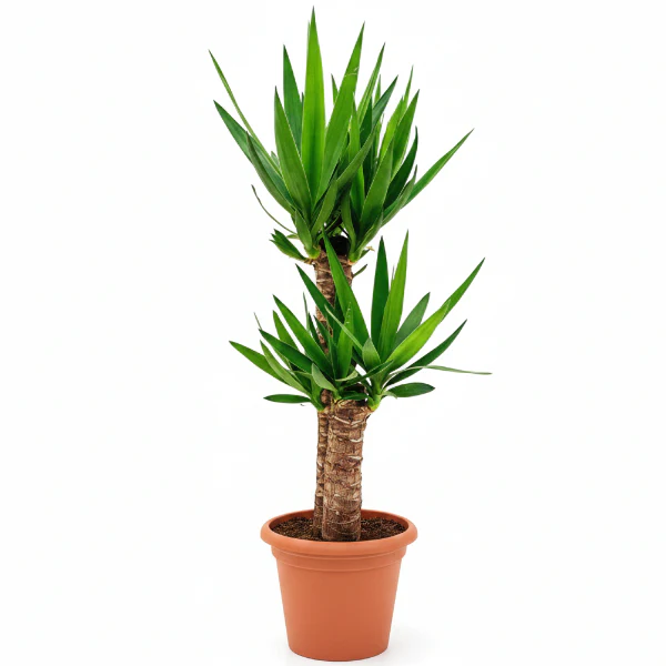 Indoor Plants
